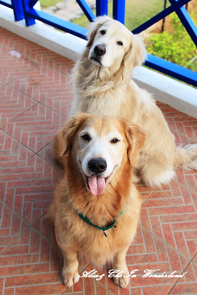 20100418_149cha.jpg 20100418_149cha.jpg
