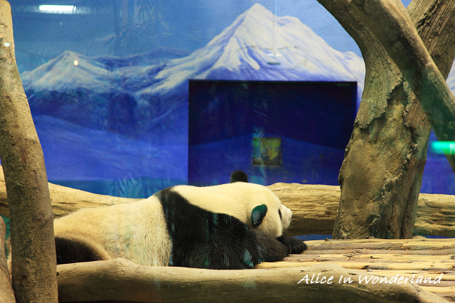 20091228_020cha.jpg 20091228_020cha.jpg