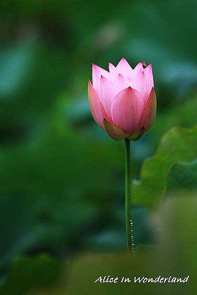 20100606_046cha.jpg