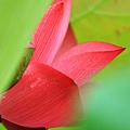 20100605_082cha.jpg