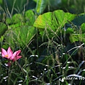 20100619_082cha.jpg