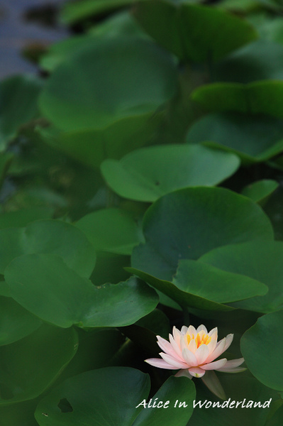 20100619_178cha.jpg 20100619_178cha.jpg