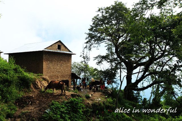 20090927_100cha.jpg 20090927_100cha.jpg
