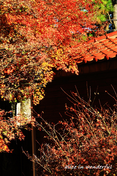 20091128_111cha.jpg 20091128_111cha.jpg