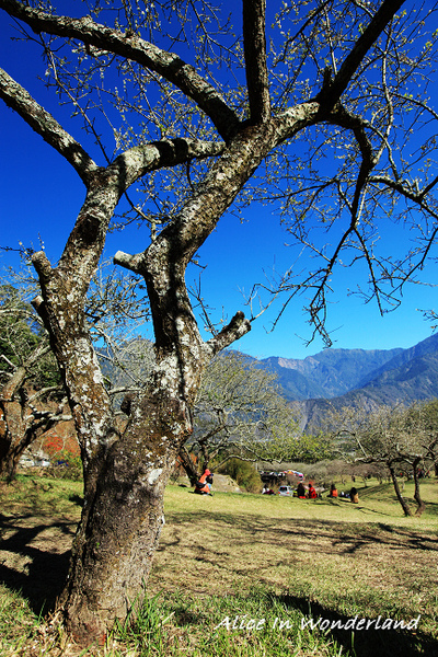 20100109_005cha.jpg 20100109_005cha.jpg