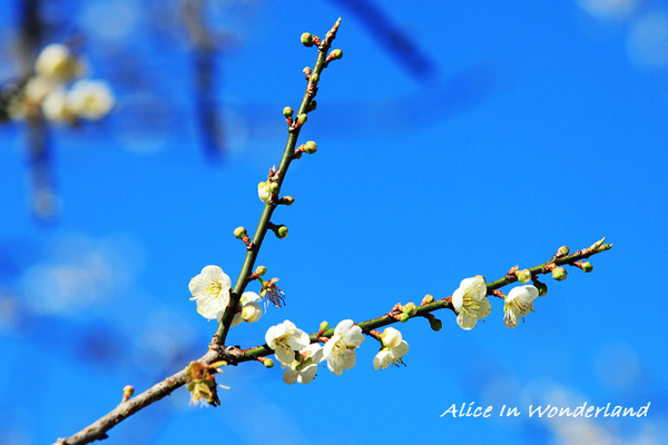 20100109_023cha.jpg 20100109_023cha.jpg