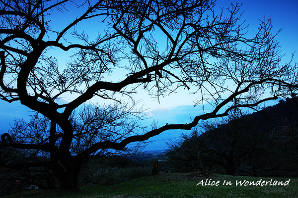 20100109_144cha.jpg 20100109_144cha.jpg