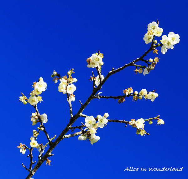 20100109_154cha.jpg 20100109_154cha.jpg