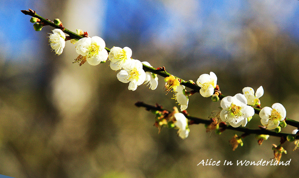 20100109_157cha.jpg 20100109_157cha.jpg