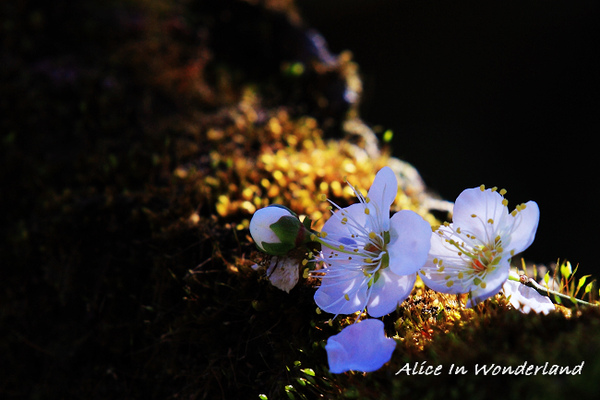 20100110_096cha.jpg 20100110_096cha.jpg