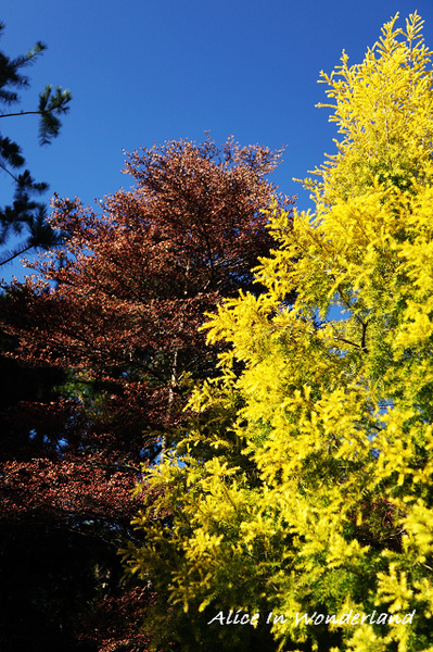 20101213_014cha.jpg 20101213_014cha.jpg