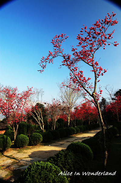 2010202_147cha.jpg 2010202_147cha.jpg