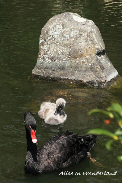 20100314_153cha.jpg 20100314_153cha.jpg