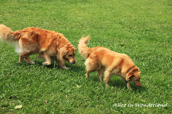 20100321_020cha.jpg 20100321_020cha.jpg
