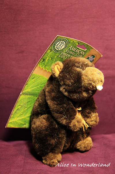 20100506_264cha.jpg 20100506_264cha.jpg