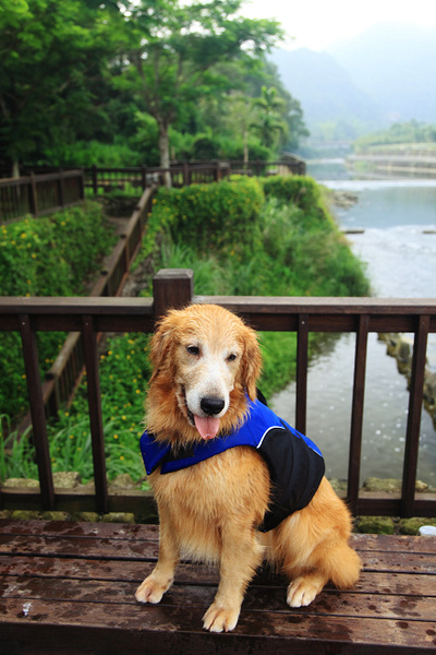 20100620_002cha.jpg 20100620_002cha.jpg
