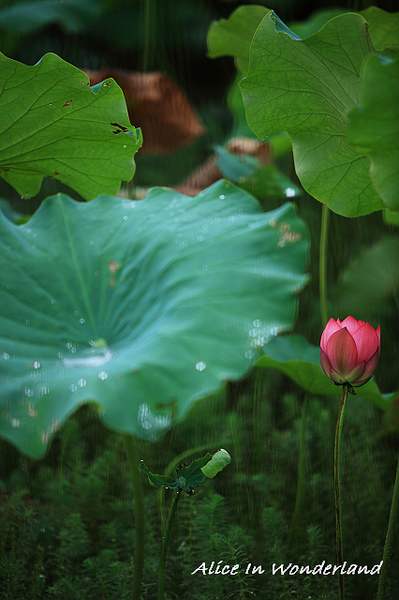 20100606_107cha.jpg 20100606_107cha.jpg