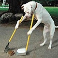 清潔狗