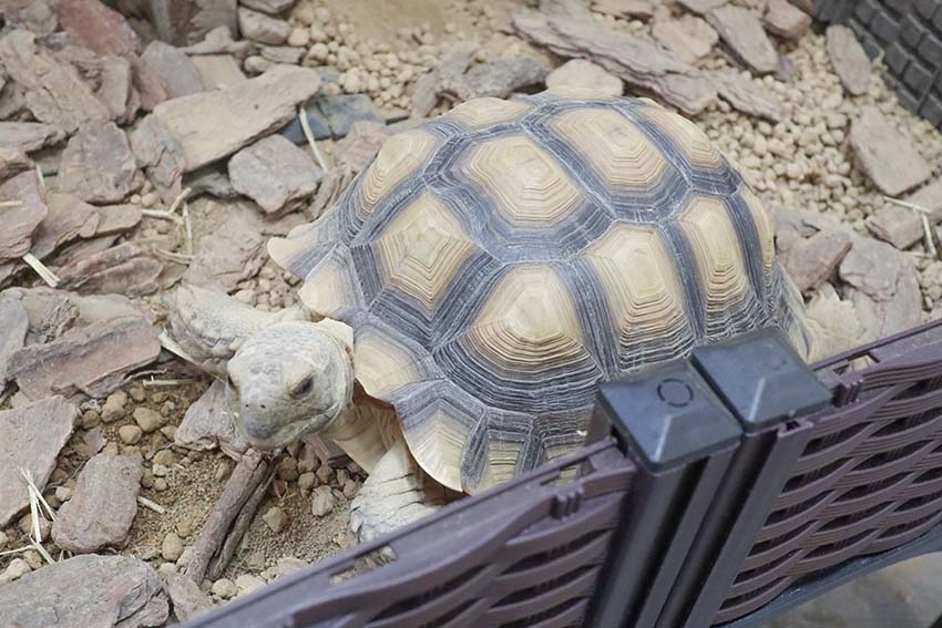 【桃園蘆竹南崁美食】『強鍋 百元平價小火鍋』平價、高CP值/ 【桃園蘆竹南崁美食】『強鍋 百元平價小火鍋』平價、高CP值/