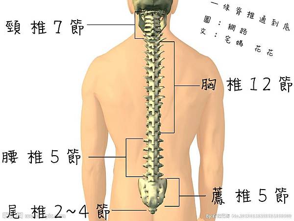 脊椎正面