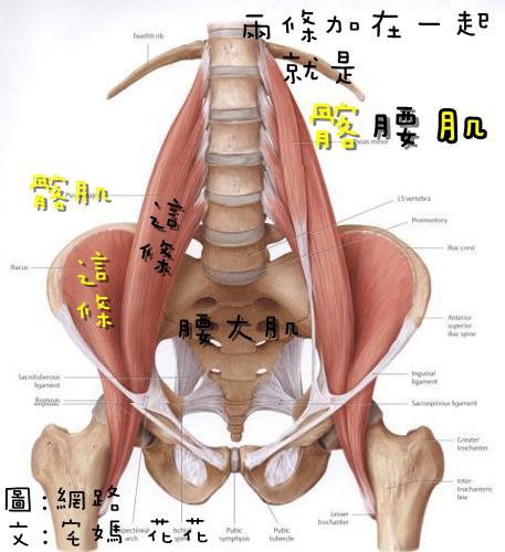 髂腰肌