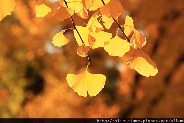 東京及近郊 紅葉 銀杏情報 日本 私旅行 痞客邦