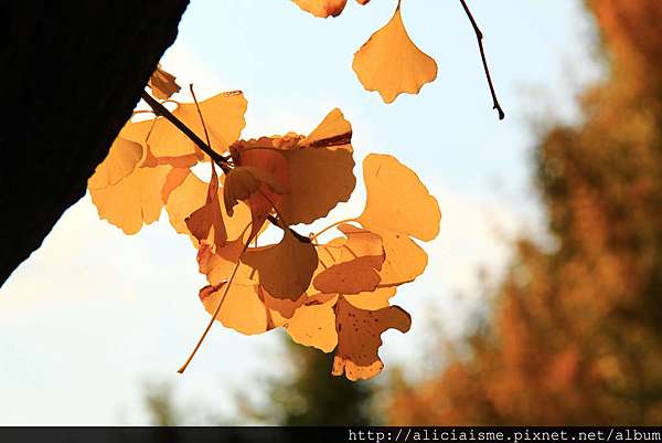 東京及近郊 紅葉 銀杏情報 日本 私旅行 痞客邦