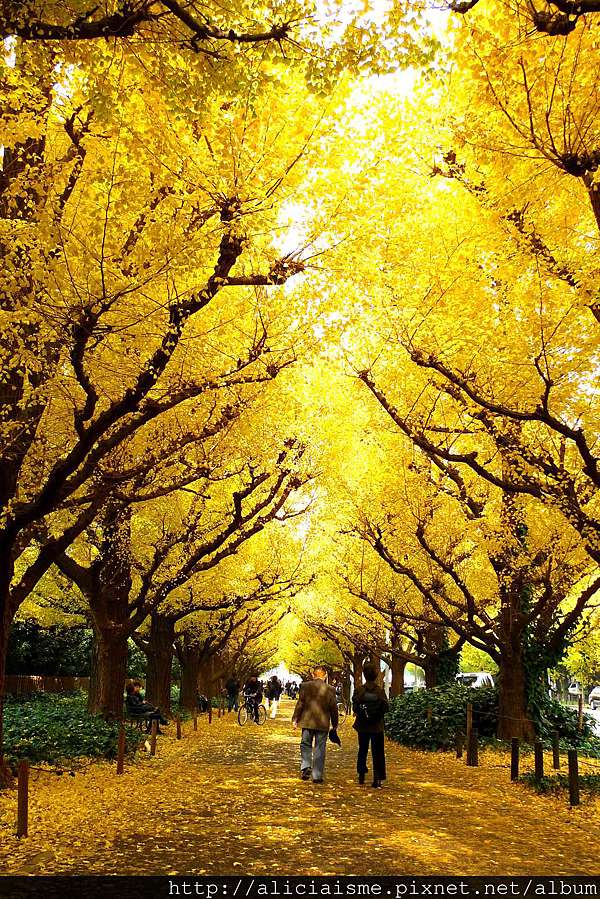 東京及近郊 紅葉 銀杏情報 日本 私旅行 痞客邦