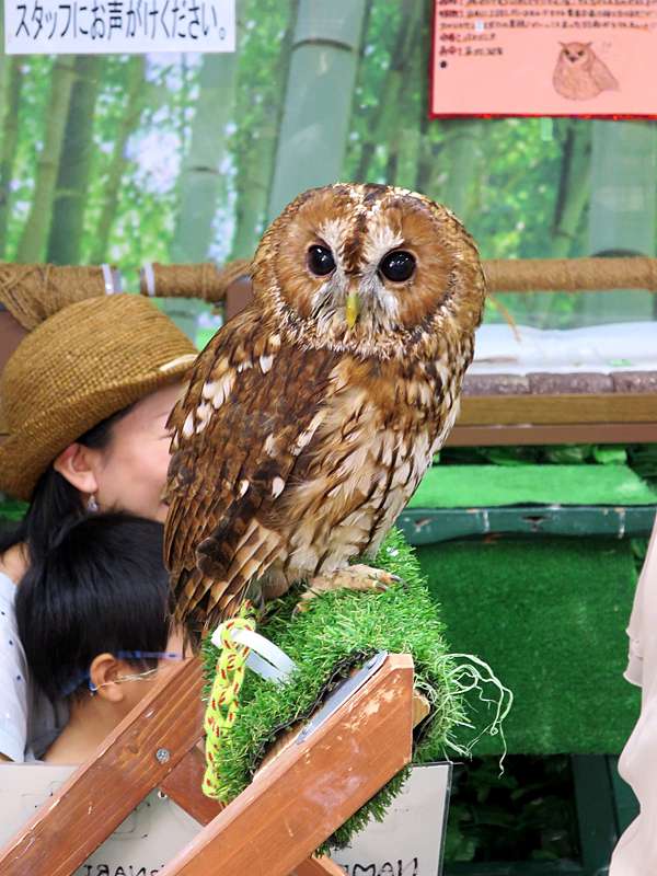 仙台市 福郎咖啡 貓頭鷹 小豬 猴子都來湊熱鬧的動物方城市 日本 私旅行 痞客邦