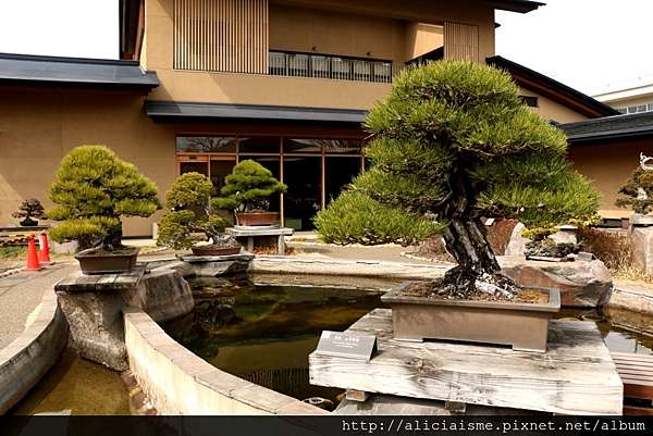 埼玉市 大宮盆栽美術館及盆栽村 走進一方天地裡的大自然微觀之美 日本 私旅行 痞客邦