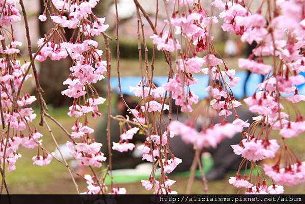 宮城縣 榴岡公園 森林之都裡的櫻花情事 仙台市 日本 私旅行 痞客邦
