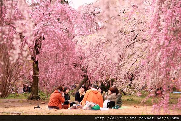 宮城縣 榴岡公園 森林之都裡的櫻花情事 仙台市 日本 私旅行 痞客邦