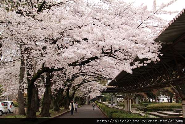 宮城縣 榴岡公園 森林之都裡的櫻花情事 仙台市 日本 私旅行 痞客邦