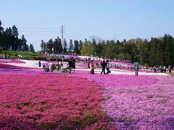 秩父羊山公園 (31).JPG