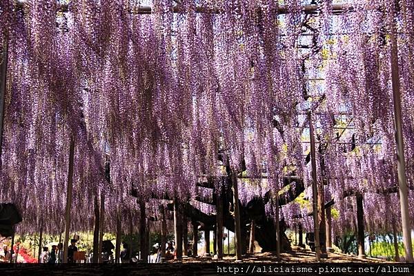 【栃木縣】（2023更新）足利紫藤公園~飛舞的紫蝶，入選CN