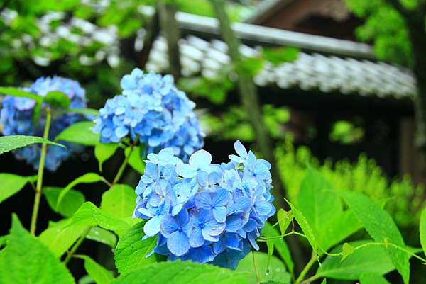 神奈川 東慶寺 鎌倉紫陽花名所 江戶時代的緣切寺 日本 私旅行 痞客邦 神奈川 東慶寺 鎌倉紫陽花名所 江戶時代的緣切寺 日本 私旅行 痞客邦