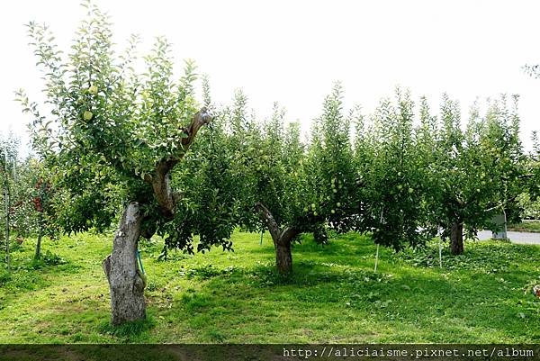 【青森縣】弘前市蘋果公園＆〈KIMORI〉蘋果發泡酒的工房：