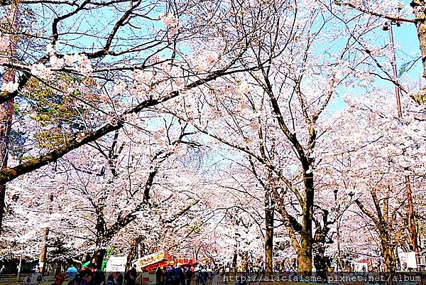 埼玉市 大宮公園 離東京僅半小時的櫻花名所 集合3大公園完全不用人擠人的百年公園 雪花台湾 埼玉市 大宮公園 離東京僅半小時的櫻花名所 集合3大公園完全不用人擠人的百年公園 雪花台湾
