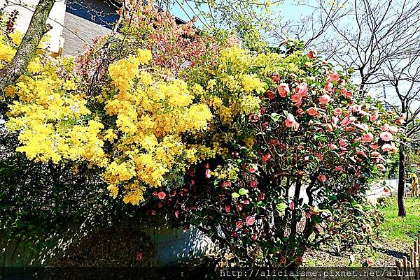 埼玉市 大宮公園 東京近郊櫻花名所 集合3大公園完全不用人擠人的百年公園 日本 私旅行 痞客邦
