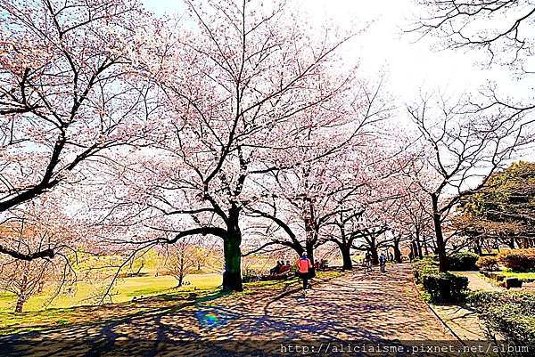 埼玉市 大宮公園 東京近郊櫻花名所 集合3大公園完全不用人擠人的百年公園 日本 私旅行 痞客邦