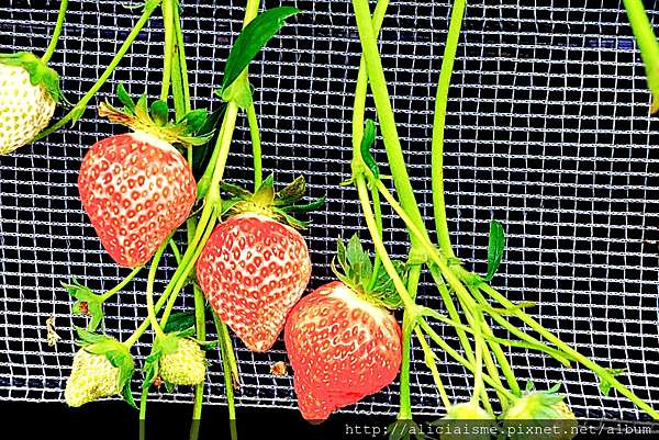 熊本縣 草莓無時間限制吃到飽的健康 ふれあい農園 菓子屋 莓凛花 日本 私旅行 痞客邦