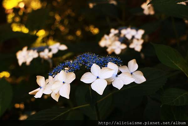 神奈川 明月院 浪漫水藍的紫陽花寺 鎌倉 18更新 日本 私旅行 痞客邦 神奈川 明月院 浪漫水藍的紫陽花寺 鎌倉 18更新 日本 私旅行 痞客邦