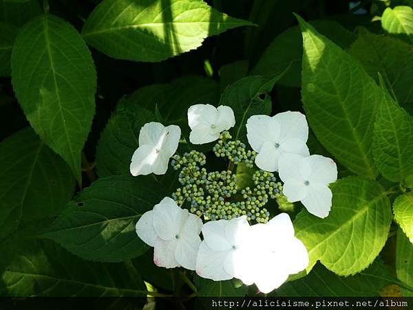 神奈川 明月院 浪漫水藍的紫陽花寺 鎌倉 18更新 日本 私旅行 痞客邦