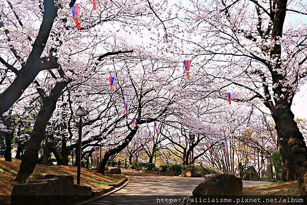 東京都 19更新 飛鳥山公園 繁櫻盛開下的都電荒川線 路面電車趣景 日本 私旅行 痞客邦