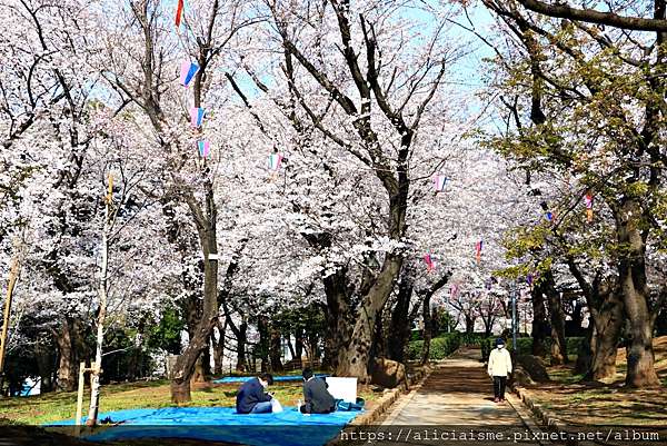 公園 飛鳥 山