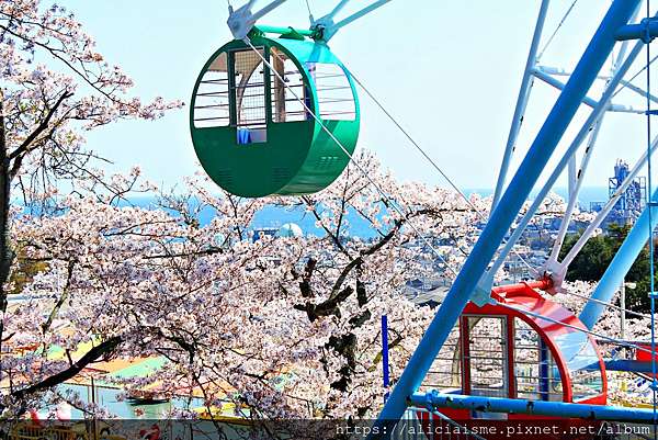 茨城縣 日立市神峰公園 漂浮在太平洋上的櫻花 日本 私旅行 痞客邦