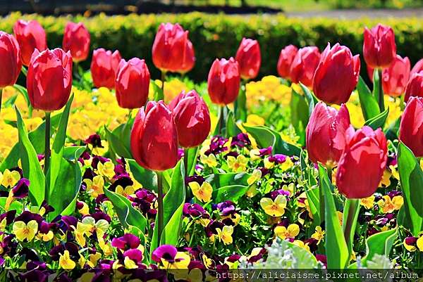 茨城縣 日立市神峰公園 漂浮在太平洋上的櫻花 日本 私旅行 痞客邦