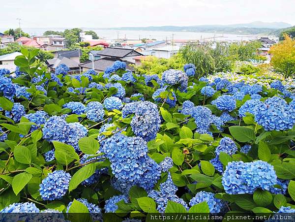 秋田縣 男鹿半島 雲昌寺 裡滿溢到日本海的紫陽花絕景 里山咖啡 ににぎ 含花期 交通方式 期間限定巴士 日本 私旅行