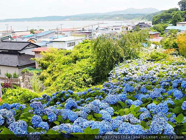 秋田縣 男鹿半島 雲昌寺 裡滿溢到日本海的紫陽花絕景 里山咖啡 ににぎ 含花期 交通方式 期間限定巴士 日本 私旅行 秋田縣 男鹿半島 雲昌寺 裡滿溢到日本海的紫陽花絕景 里山咖啡 ににぎ 含花期 交通方式 期間限定巴士 日本 私旅行