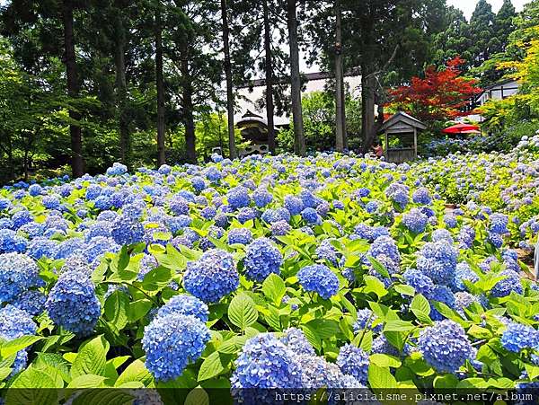 秋田縣 男鹿半島 雲昌寺 裡滿溢到日本海的紫陽花絕景 里山咖啡 ににぎ 含花期 交通方式 期間限定巴士 日本 私旅行
